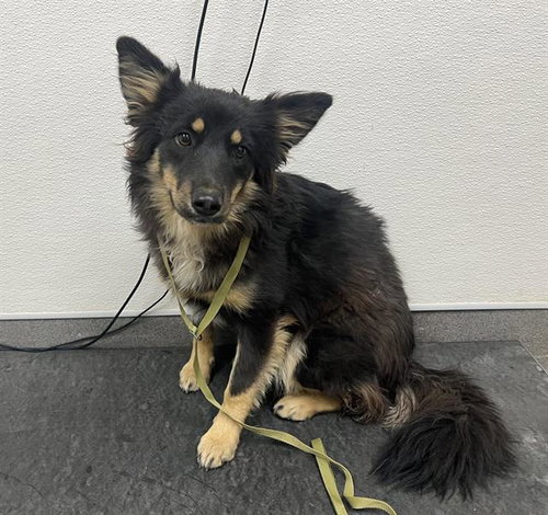 MONICA, a dog for adoption from HESPERIA ANIMAL SHELTER