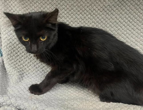 DYA, a cat for adoption from HESPERIA ANIMAL SHELTER