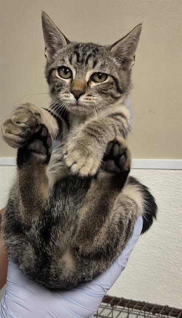 PUFFIN, a cat for adoption from HESPERIA ANIMAL SHELTER