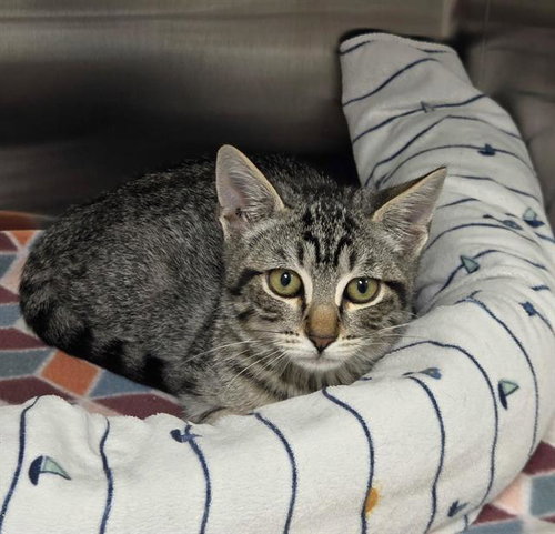 Puffin, Domestic Short Hair (medium coat)