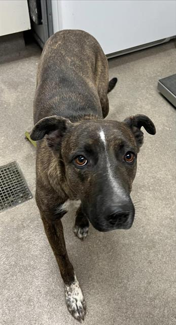 RANTZY, a dog for adoption from HESPERIA ANIMAL SHELTER