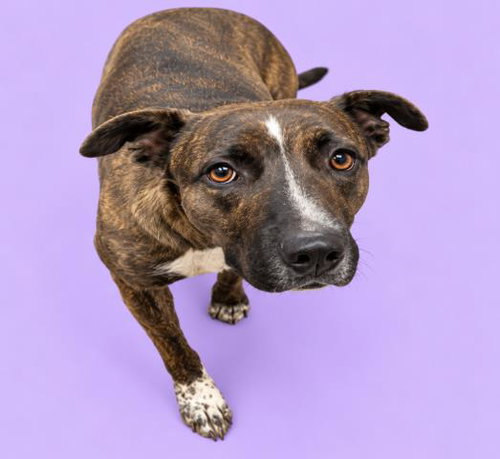 Rantzy, Pit Bull Terrier / Mixed (medium coat)