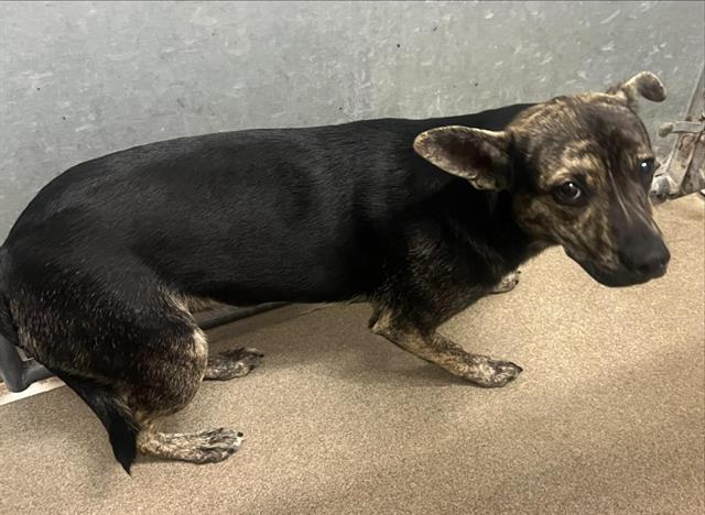A128493, Dutch Shepherd
