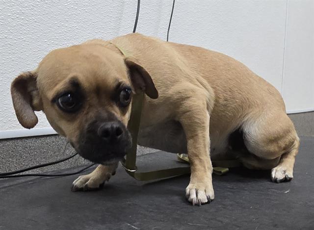 A128502, Pug