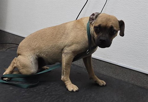 A128503, a dog for adoption from HESPERIA ANIMAL SHELTER
