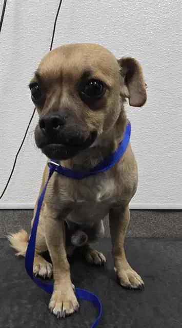Steve - Pug