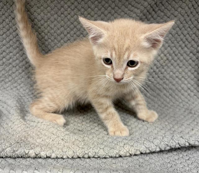 Edward, Domestic Short Hair