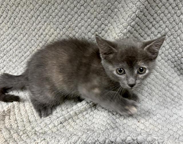 Bella, Domestic Short Hair