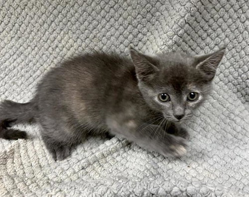 BELLA, a cat for adoption from HESPERIA ANIMAL SHELTER