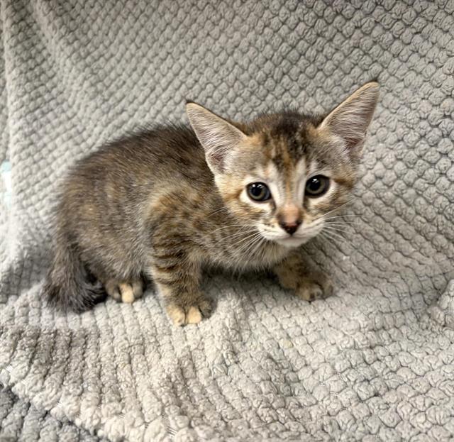 Alice, Domestic Short Hair