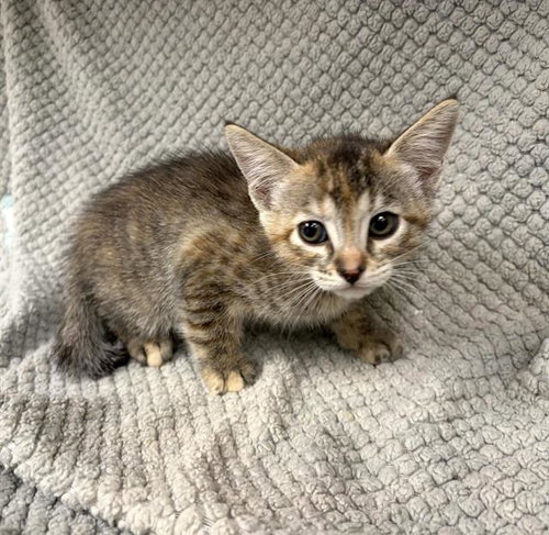 ALICE, a cat for adoption from HESPERIA ANIMAL SHELTER