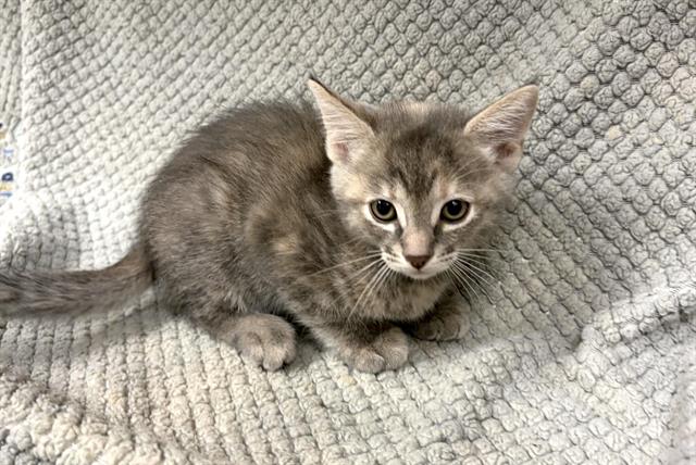 Rosalie, Domestic Short Hair