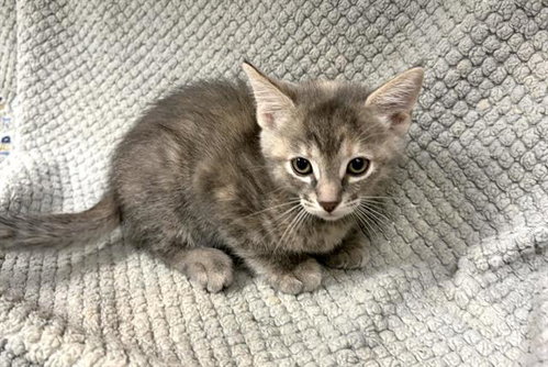 ROSALIE, a cat for adoption from HESPERIA ANIMAL SHELTER