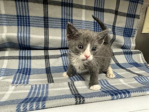 MUNCH, a cat for adoption from HESPERIA ANIMAL SHELTER