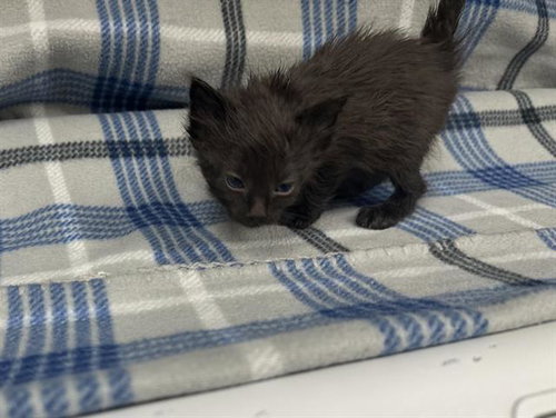 ELFIE, a cat for adoption from HESPERIA ANIMAL SHELTER