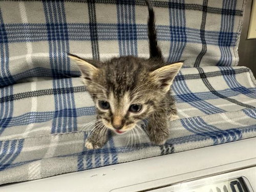 NESSA, a cat for adoption from HESPERIA ANIMAL SHELTER