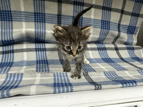 CRUNCH, a cat for adoption from HESPERIA ANIMAL SHELTER