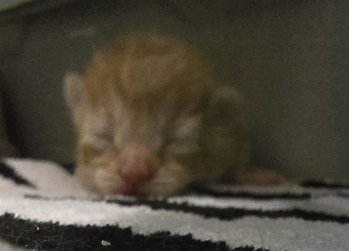 A128353, a cat for adoption from HESPERIA ANIMAL SHELTER