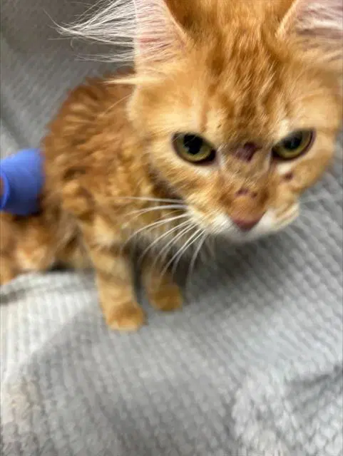 Mama Dill - Domestic Medium Hair