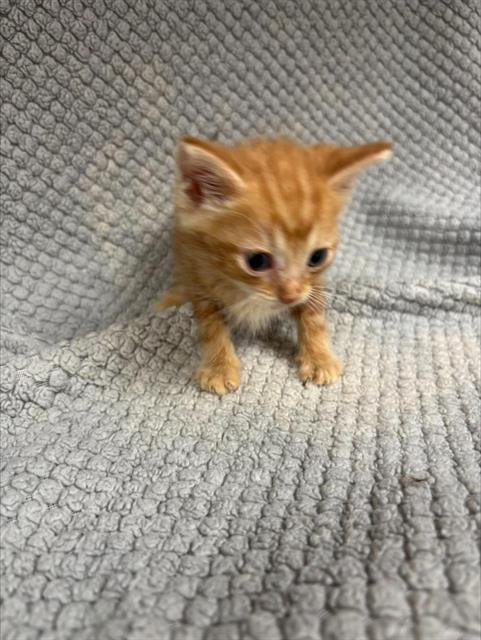 Butter, Domestic Medium Hair (medium coat)