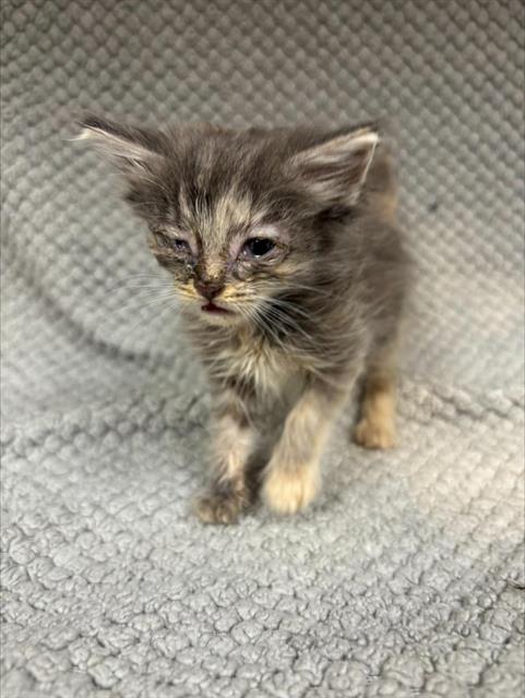 Baby Bread, Domestic Medium Hair (medium coat)