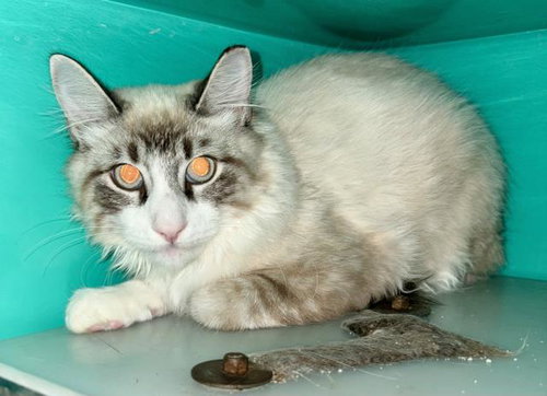 Finn, Domestic Long Hair (medium coat)