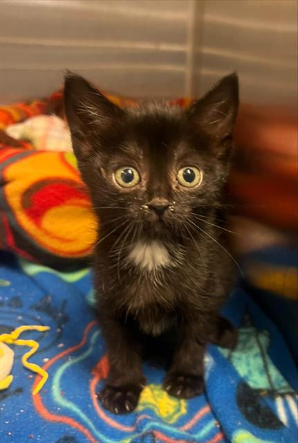 A128501, a cat for adoption from HESPERIA ANIMAL SHELTER