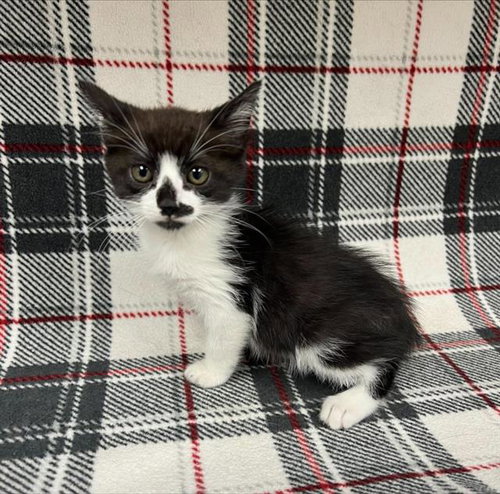 Lucy, Domestic Short Hair (medium coat)
