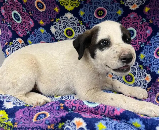 Chester Rescue Only - Australian Cattle Dog/Blue Heeler