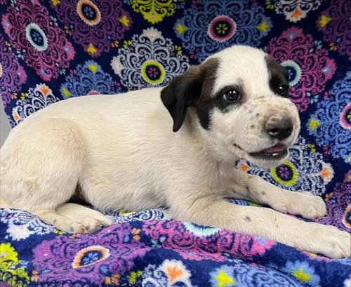 A128417, a dog for adoption from HESPERIA ANIMAL SHELTER