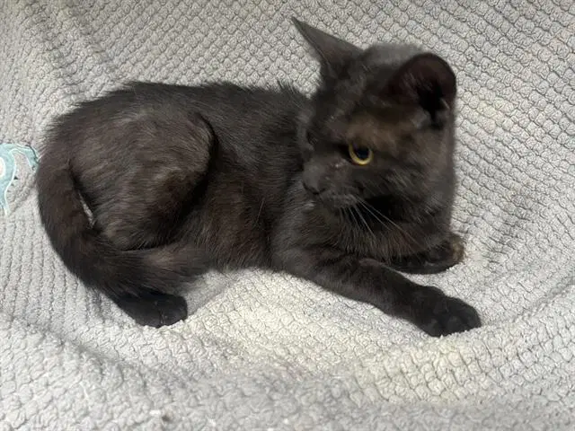 Obsidian - Domestic Short Hair