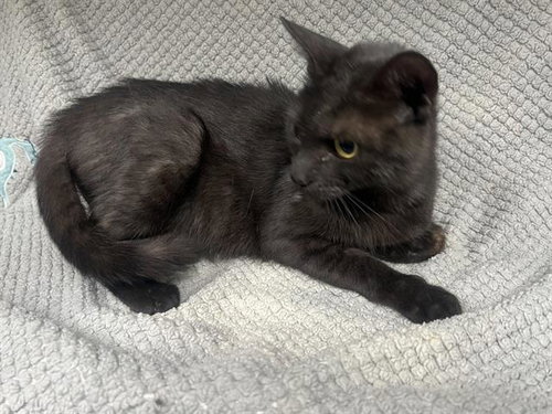 OBSIDIAN, a cat for adoption from HESPERIA ANIMAL SHELTER