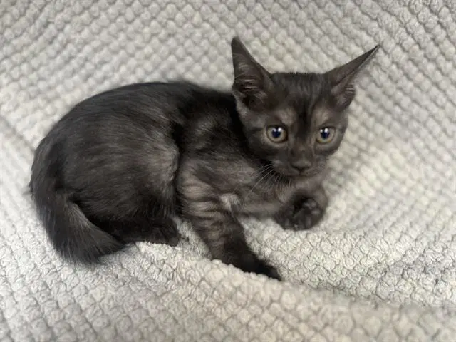 Smokey - Domestic Short Hair