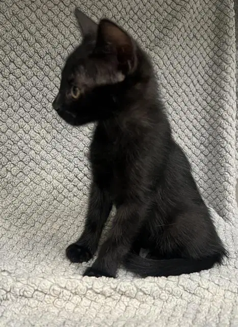 Onyx - Domestic Short Hair