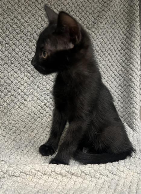 A128439, a cat for adoption from HESPERIA ANIMAL SHELTER