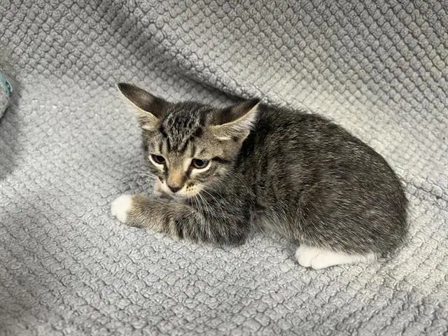 Spinel - Domestic Short Hair