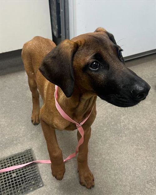 SCARLET, a dog for adoption from HESPERIA ANIMAL SHELTER