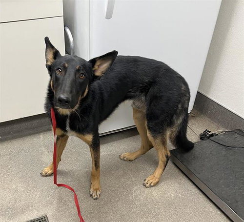 COLBY, a dog for adoption from HESPERIA ANIMAL SHELTER