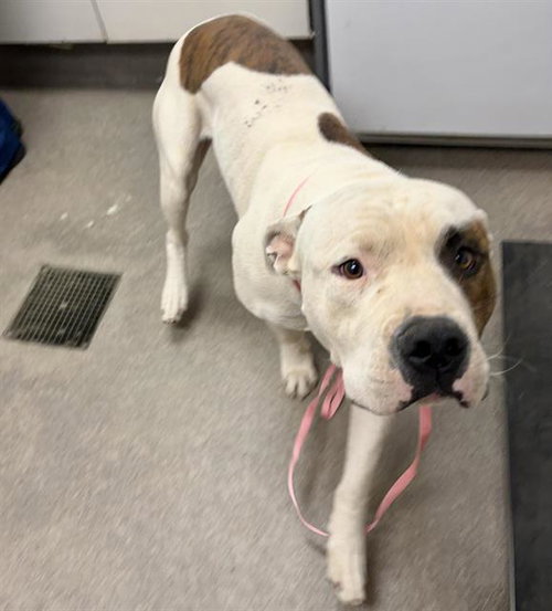 SPROCKET, a dog for adoption from HESPERIA ANIMAL SHELTER