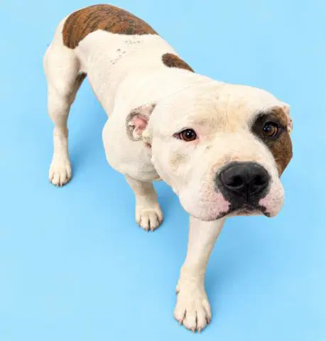Sprocket - American Bulldog