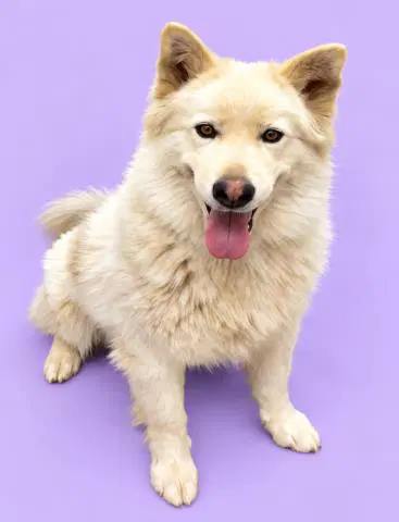 Nova - Husky