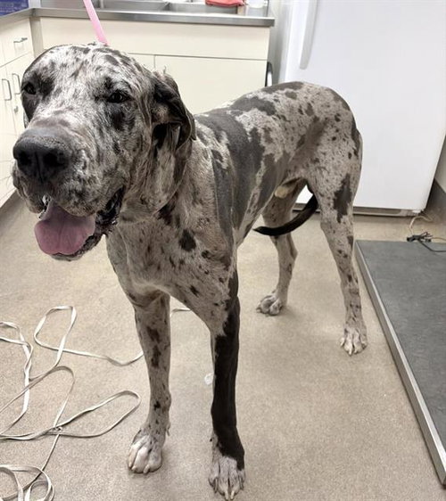 A128530, a dog for adoption from HESPERIA ANIMAL SHELTER