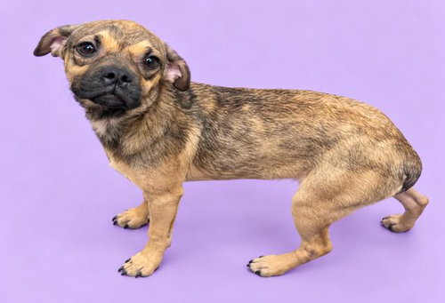 Daryl, Pug / Mixed (medium coat)