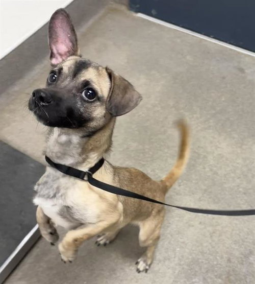 NEGAN, a dog for adoption from HESPERIA ANIMAL SHELTER