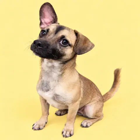 Negan - Chihuahua
