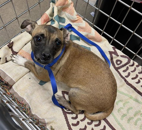 PENNY, a dog for adoption from HESPERIA ANIMAL SHELTER