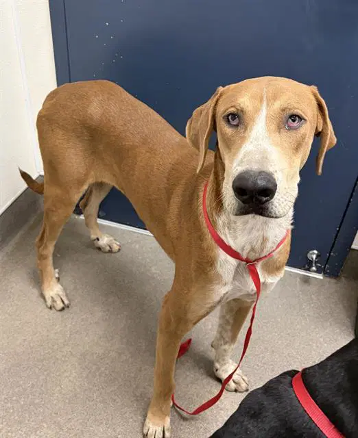Donnie - English Coonhound