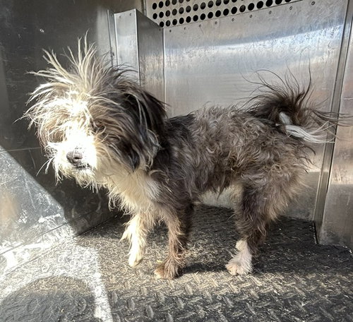 A128551, a dog for adoption from HESPERIA ANIMAL SHELTER