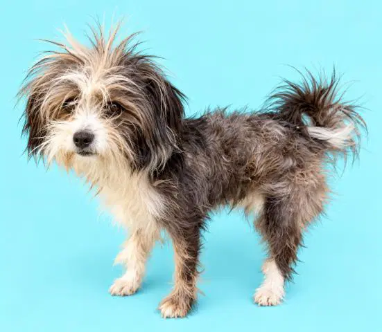 Puff - Cairn Terrier