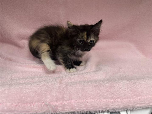A128531, a cat for adoption from HESPERIA ANIMAL SHELTER